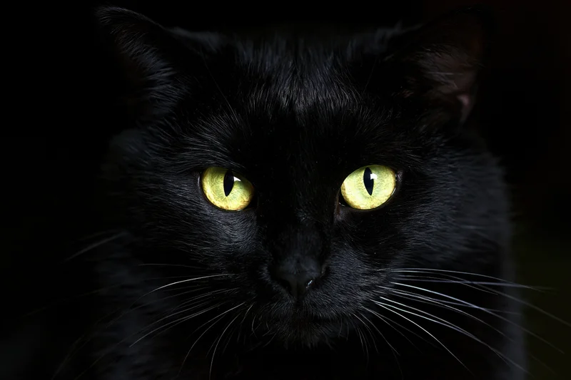 Black cat staring directly into camera with intense yellow eyes in dark setting