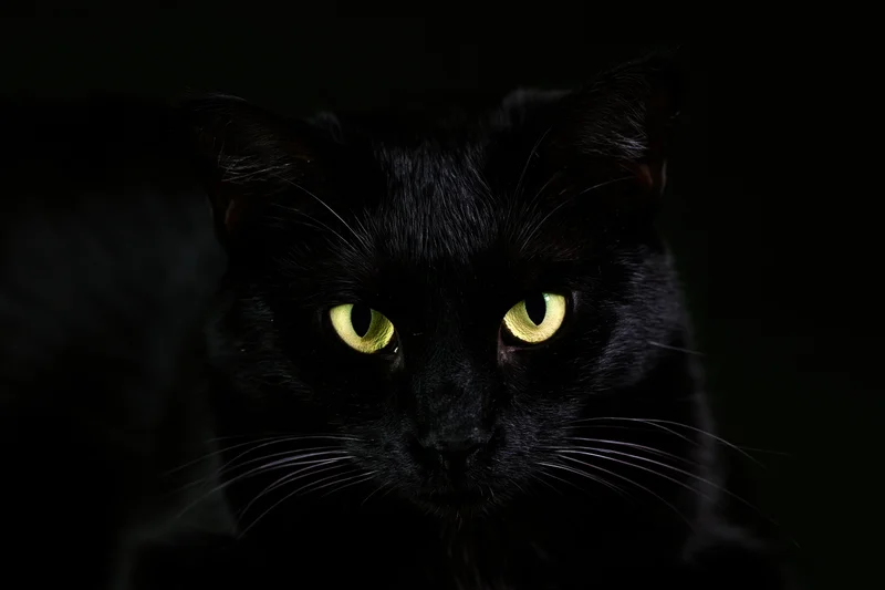 Black cat staring directly into camera with glowing yellow eyes in dark setting