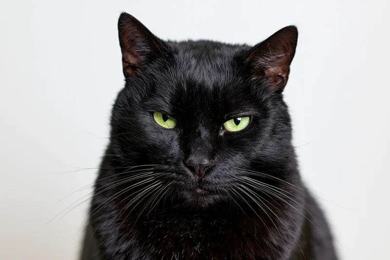Black cat staring directly at camera with intense green eyes in studio portrait