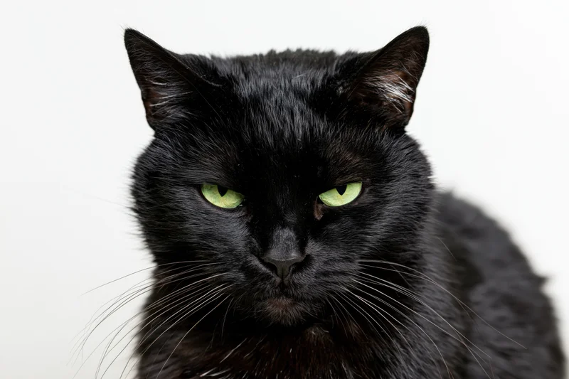 Black cat staring directly into camera with intense green eyes in studio portrait
