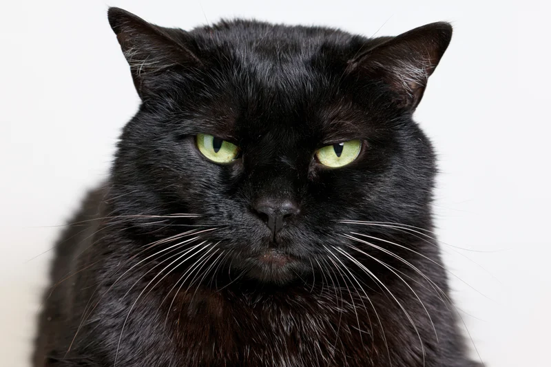 Black cat staring directly into camera with intense green eyes in studio portrait