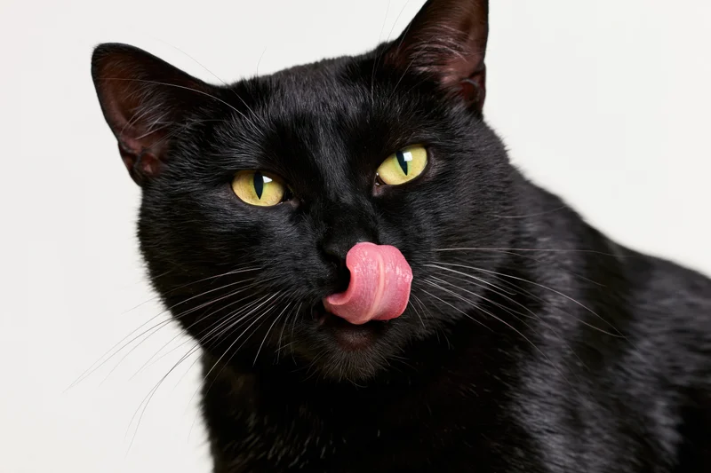 Black cat licking its nose in a studio portrait against a white background