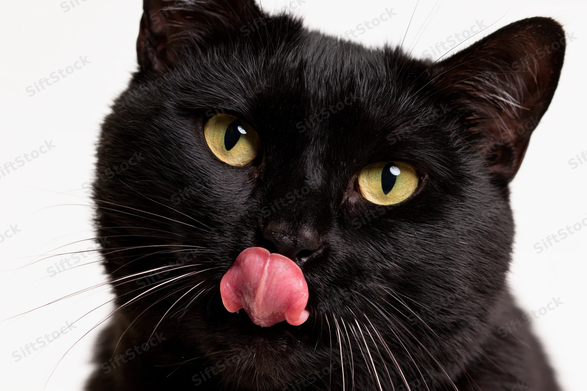 Black cat licking its nose in a studio portrait against a white background