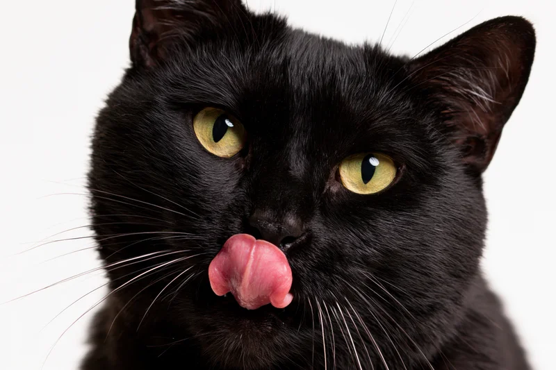 Black cat licking its nose in a studio portrait against a white background