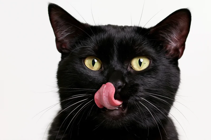 Black cat licking its nose with tongue out, looking directly at camera against white background
