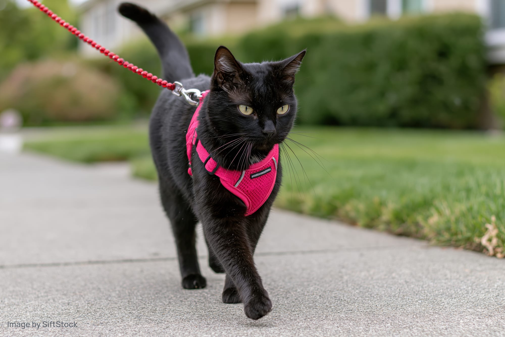 Black cat wearing pink harness and red beaded leash walking on sidewalk