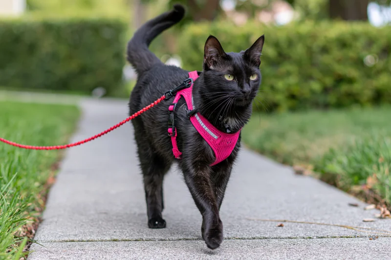 Black cat walking on sidewalk wearing pink harness and red beaded leash