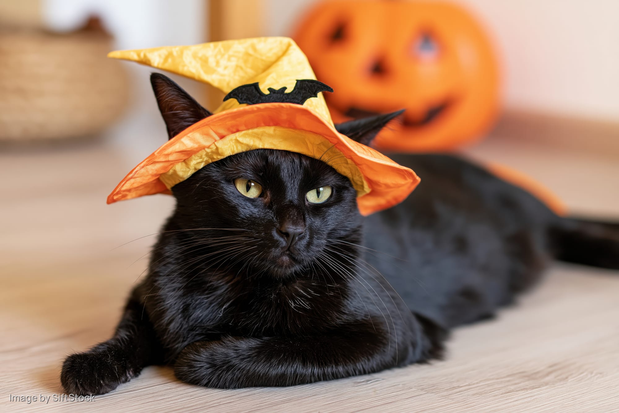 Black cat wearing a witch hat lying on wooden floor with pumpkin in background