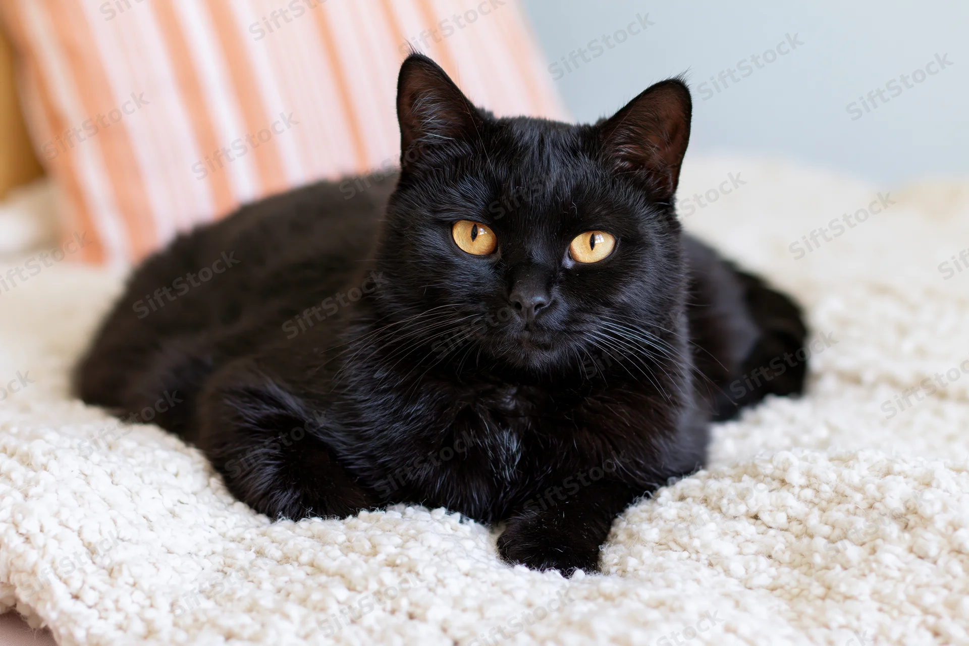 Black cat lying alert on a textured white blanket with striped cushion in background