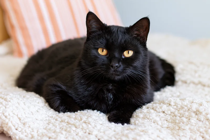Black cat lying alert on a textured white blanket with striped cushion in background