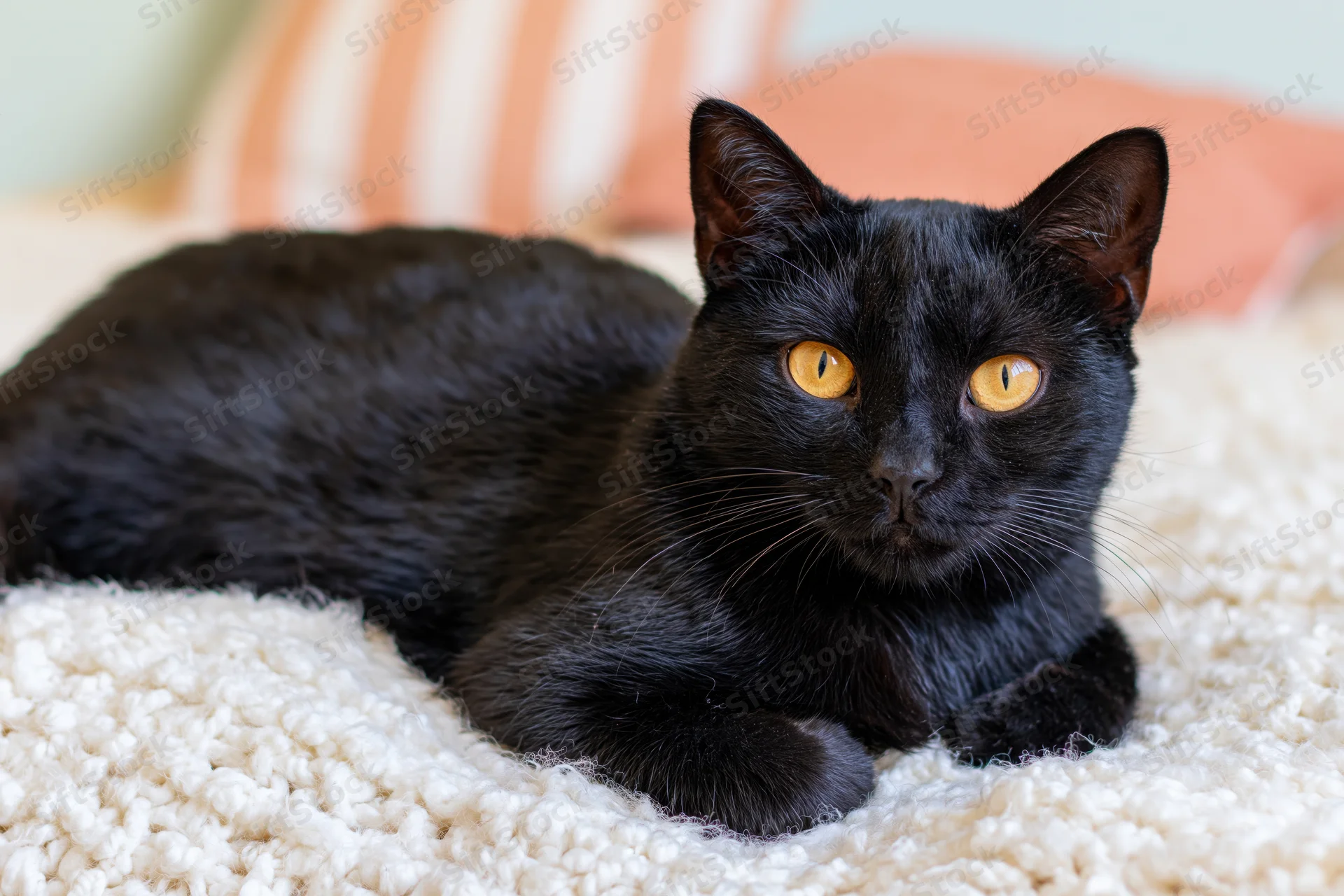 Black cat lying alert on a fluffy beige carpet indoors