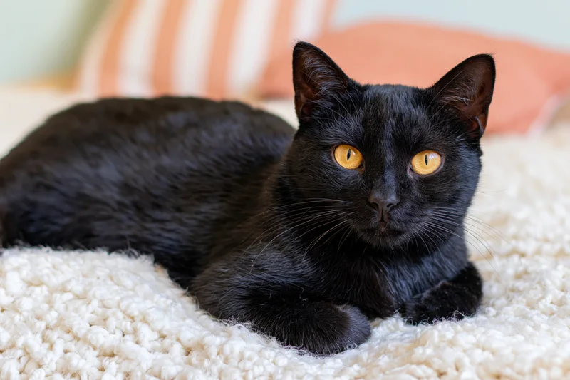 Black cat lying alert on a fluffy beige carpet indoors