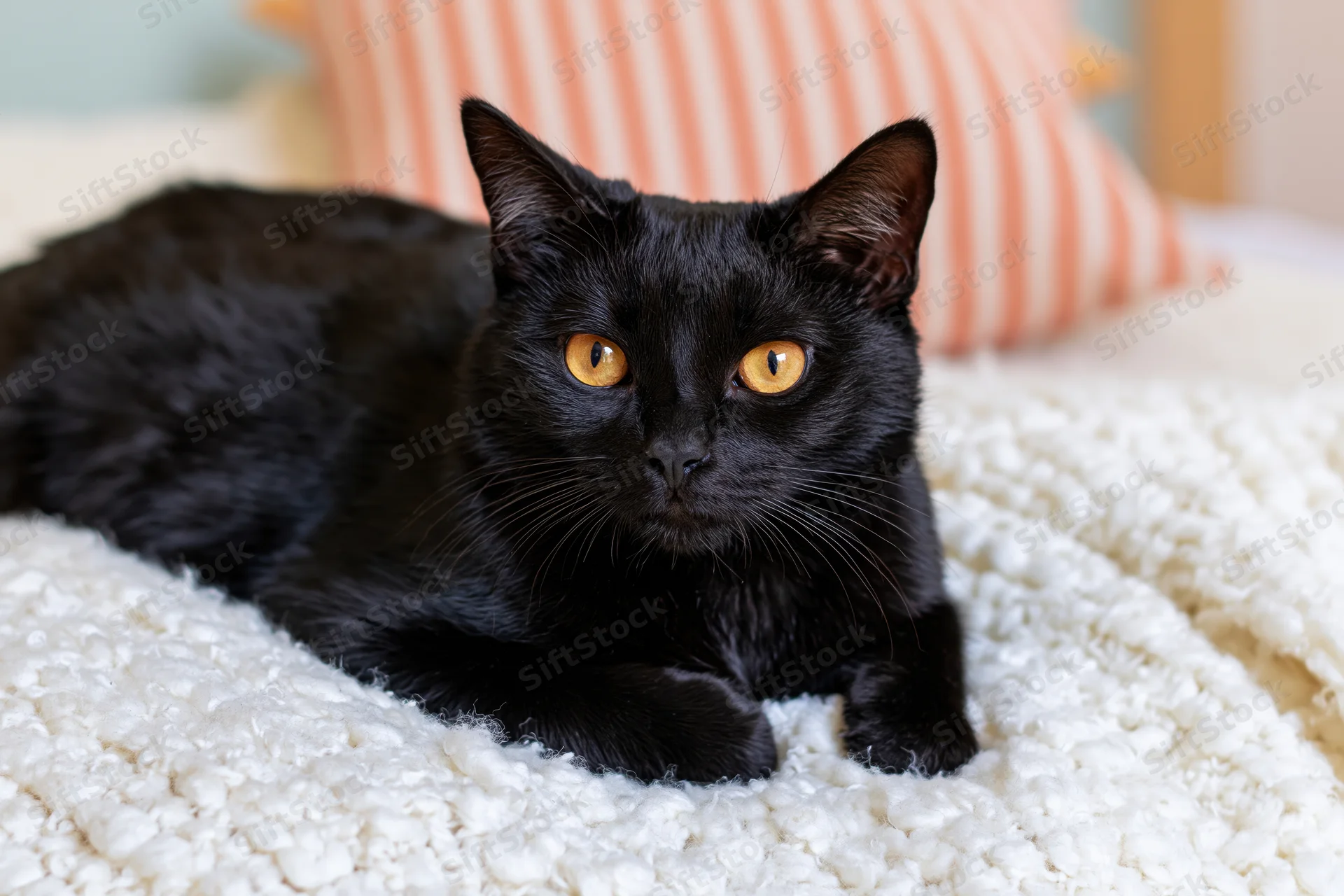 Black cat lying alert on a white fluffy blanket with striped cushion in background
