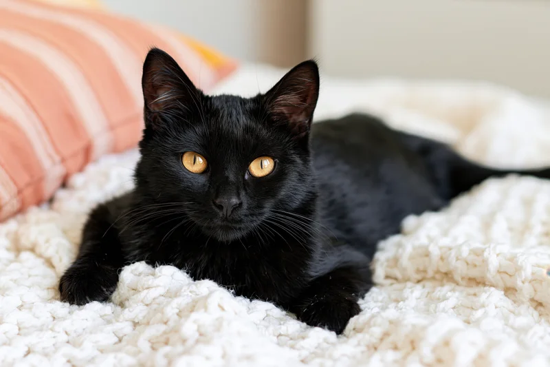 Black cat lying alert on a white knitted blanket in a cozy bedroom