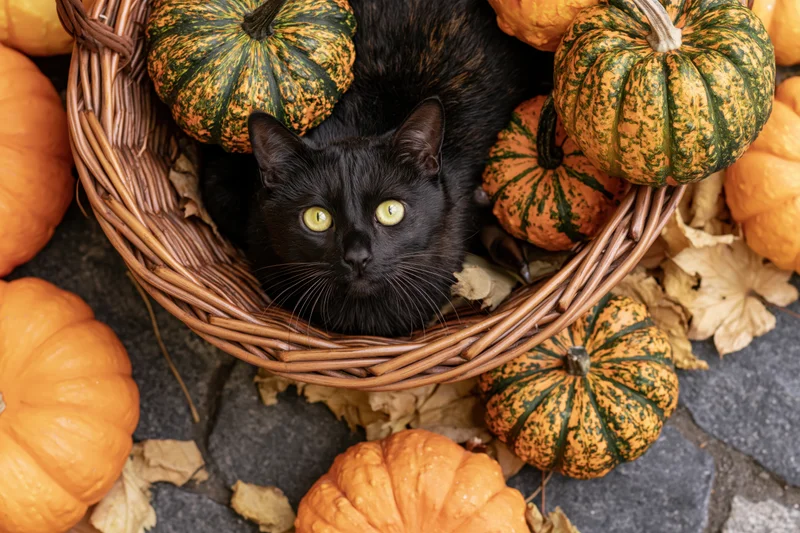 Black cat lying in a wicker basket surrounded by pumpkins and dried leaves on a stone floor
