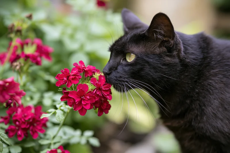 Black cat sniffing red flowers in a garden