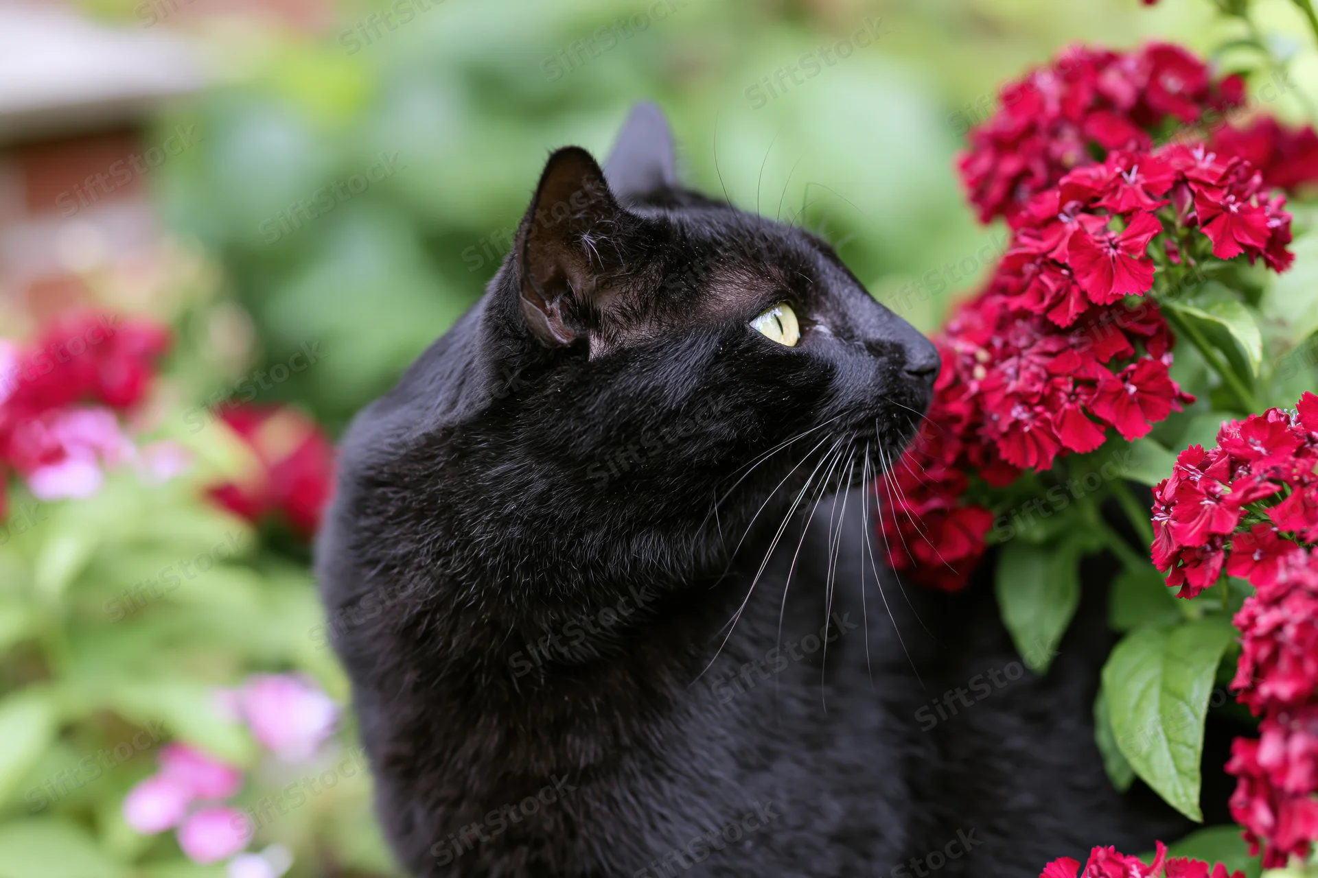 Black cat with bright yellow-green eyes pressing its nose into red flowers in a garden
