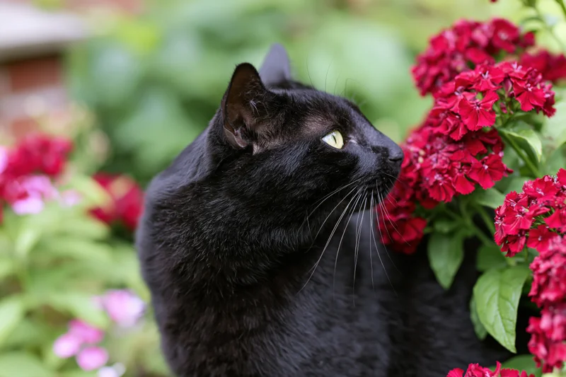 Black cat with bright yellow-green eyes pressing its nose into red flowers in a garden