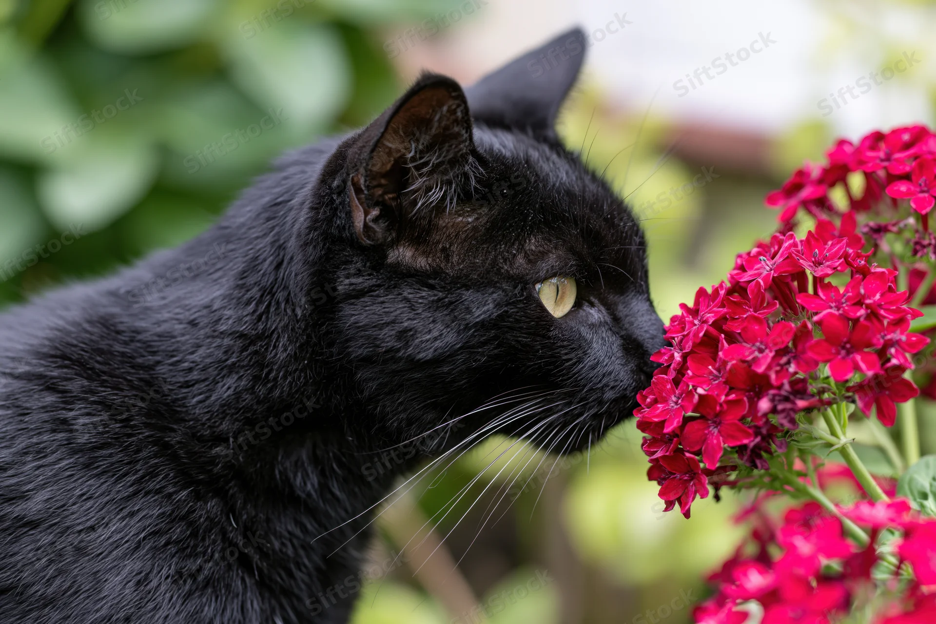 Black cat sniffing red flowers in a garden