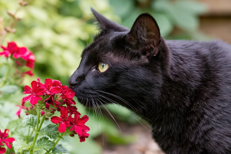 Black cat sniffing red geranium flowers in a garden