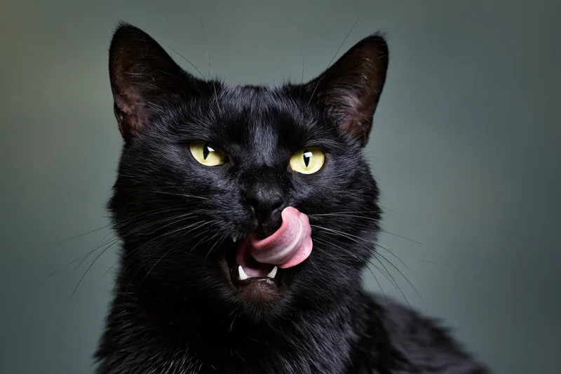 Black cat licking its lips in a studio portrait with gray background