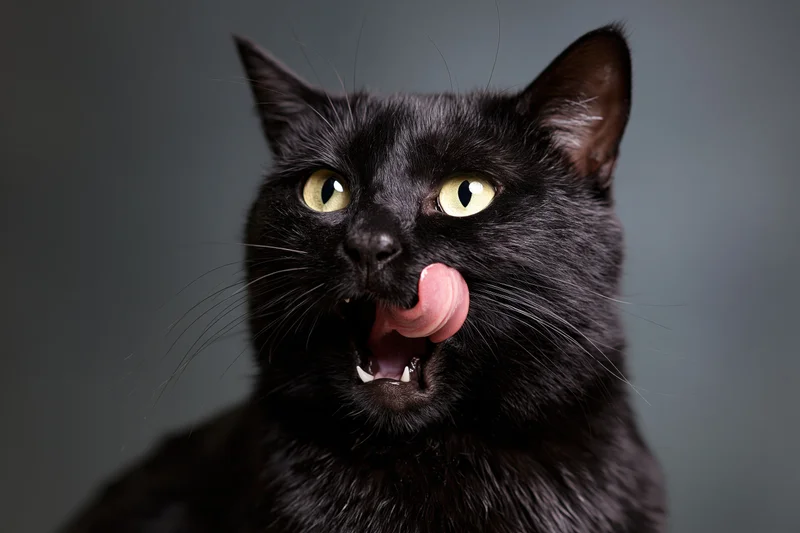 Black cat licking with tongue out in studio portrait