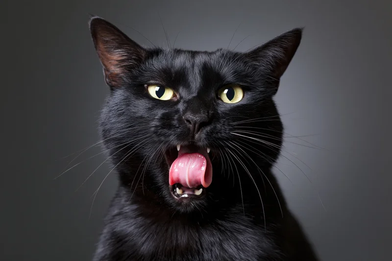 Black cat with mouth open and tongue out mid-lick in studio portrait