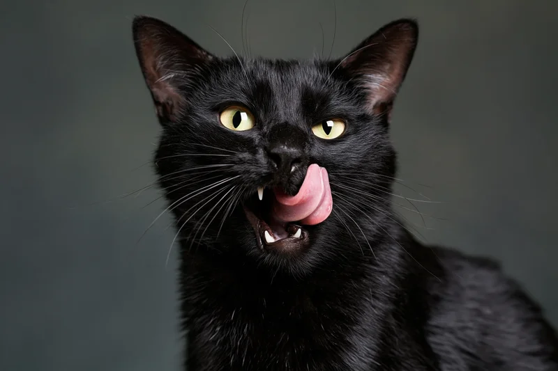 Black cat licking with tongue out in studio portrait