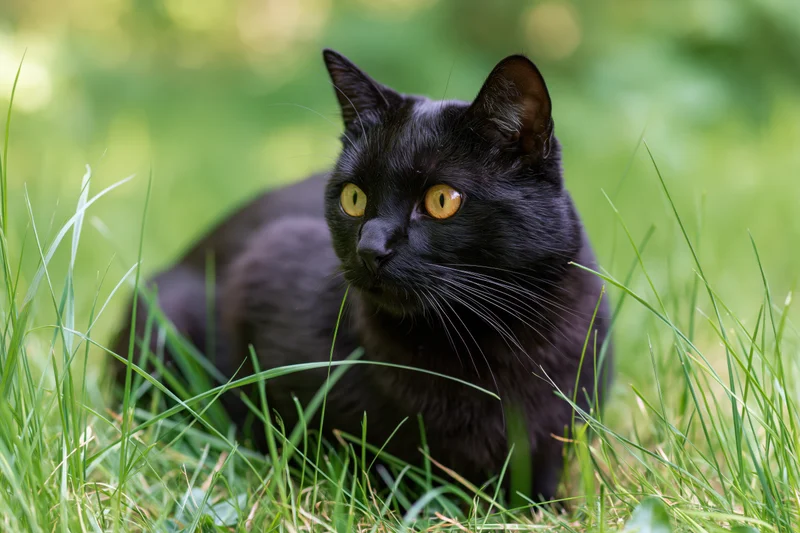 Black cat crouching alert in tall green grass outdoors