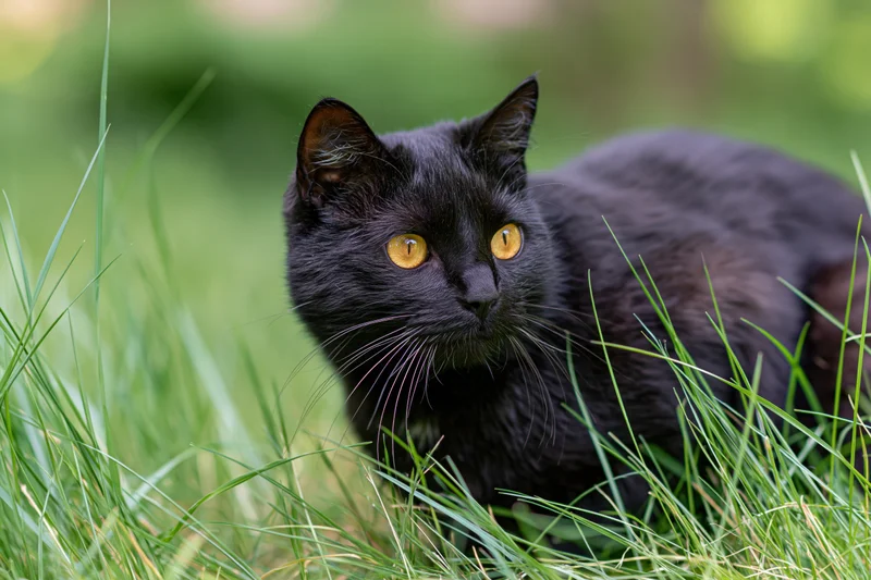 Black cat crouching alert in tall green grass outdoors