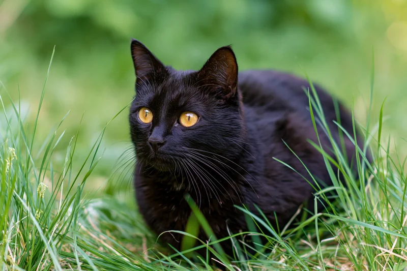 Black cat crouching alert in tall green grass outdoors