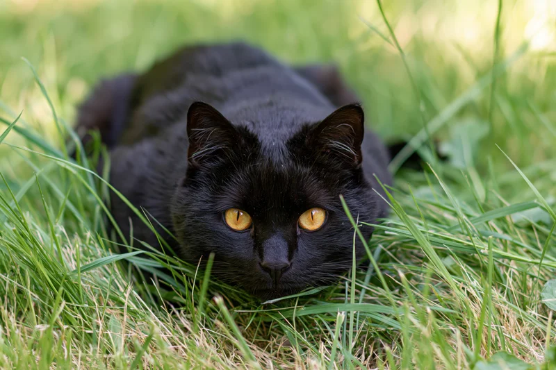 Black cat crouching low in tall green grass outdoors