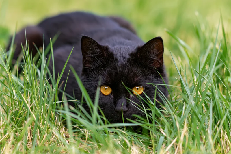 Black cat crouching low in tall green grass with amber eyes focused forward