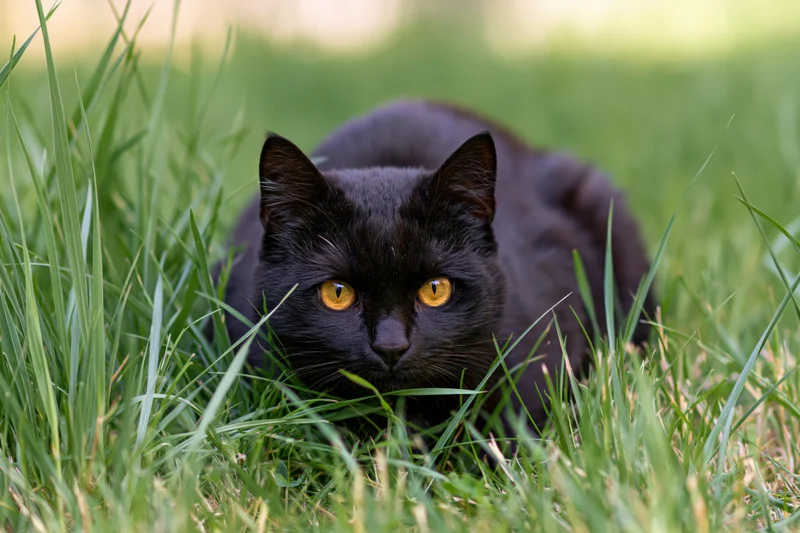 Black cat crouching low in tall green grass with amber eyes focused forward