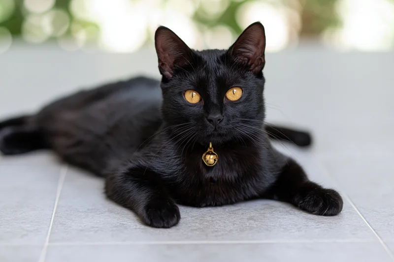 Black cat lying relaxed on tiled floor with golden bell collar, looking directly at camera