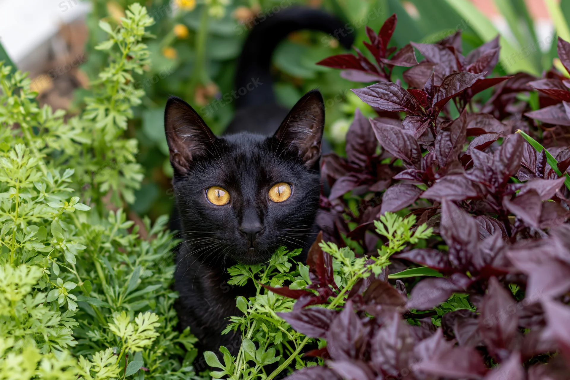 Black cat peering up through green and purple foliage in a garden