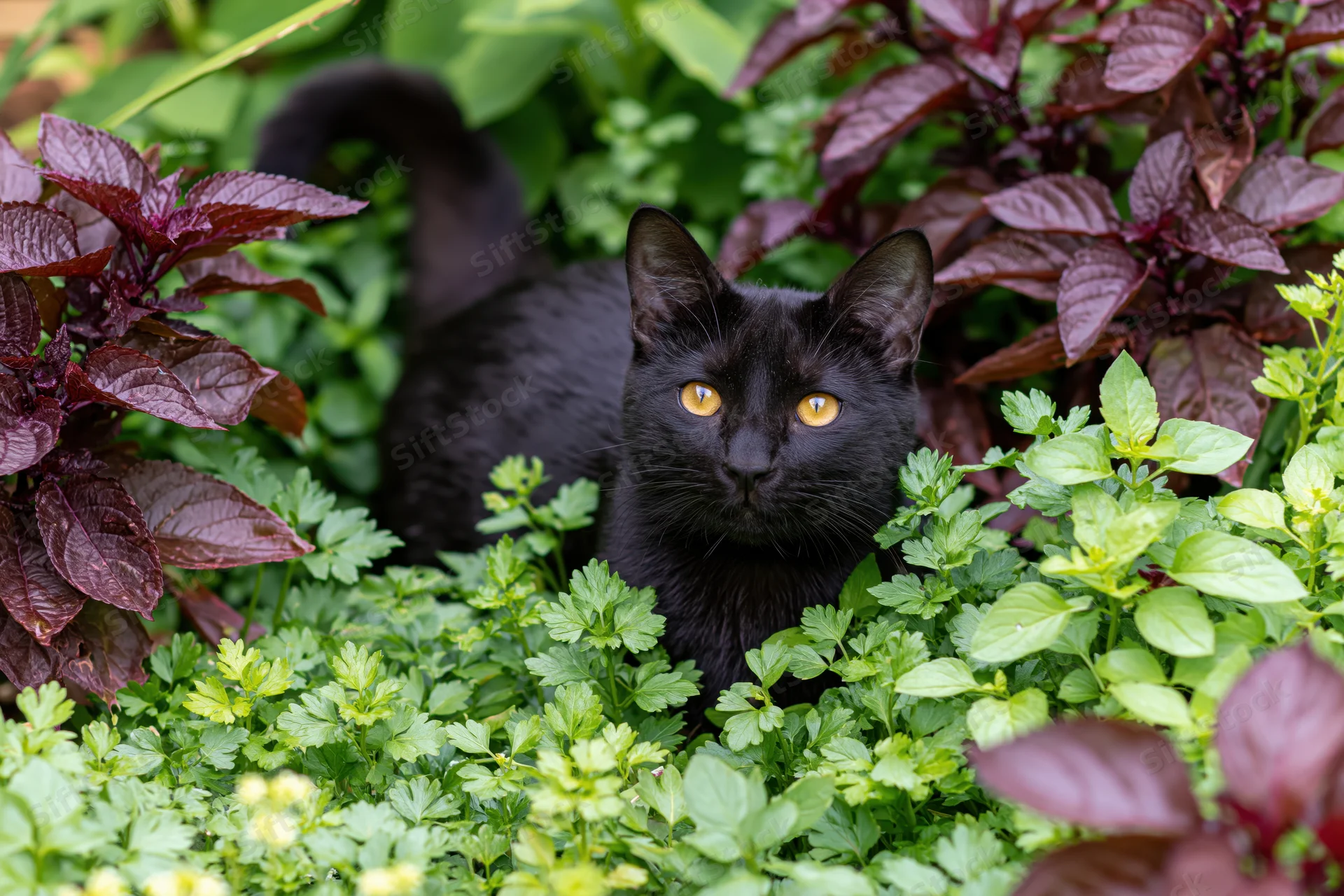 Black cat crouching among green and purple foliage in a garden