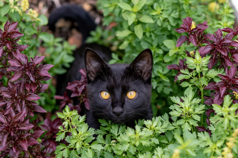 Black cat peeking through green and purple garden foliage with amber eyes focused forward