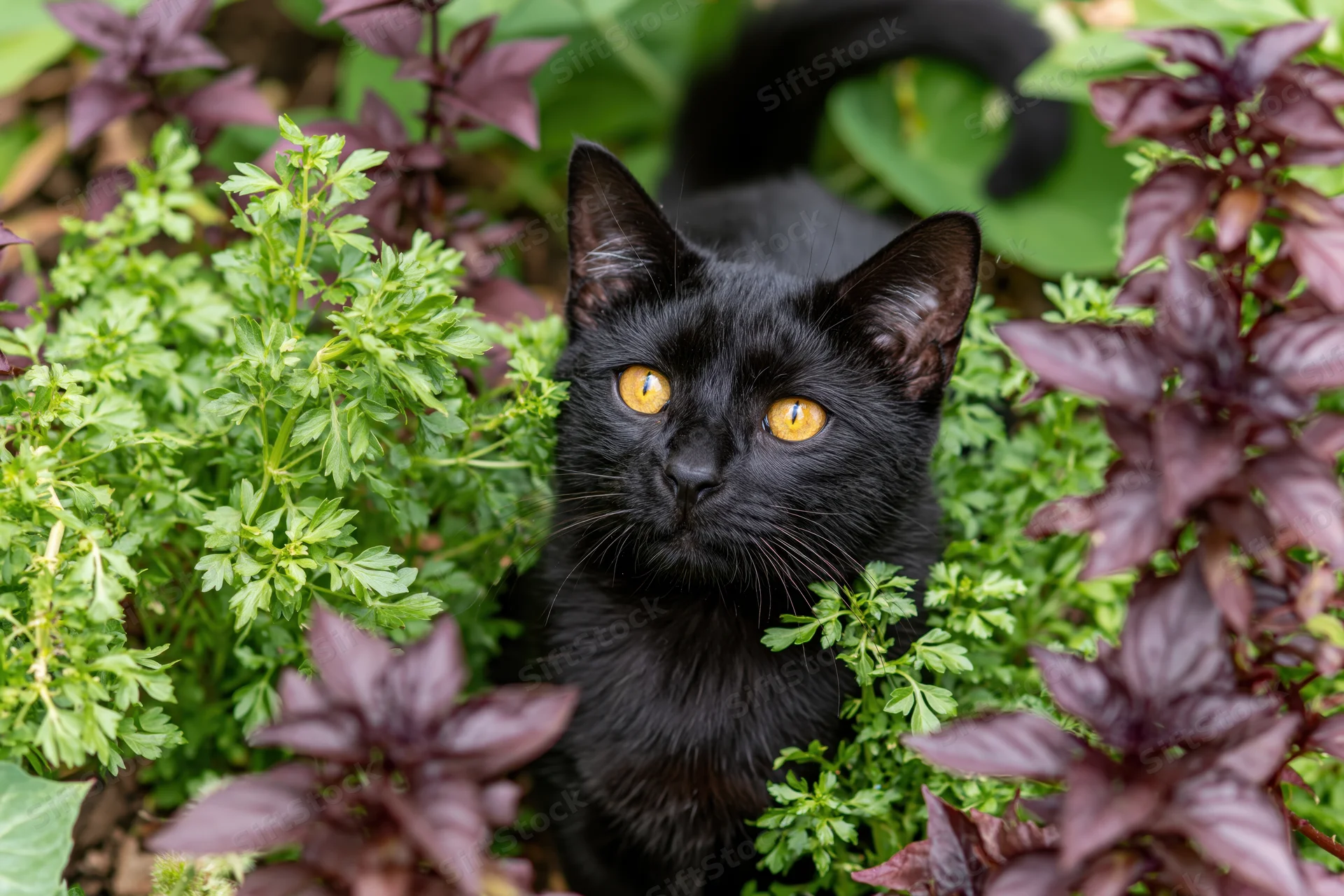 Black cat peeking upward through green and purple foliage in a garden