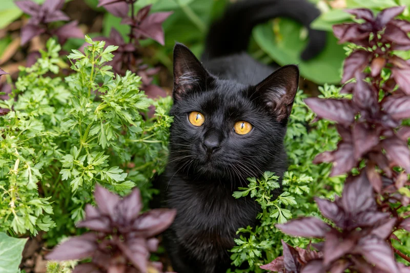 Black cat peeking upward through green and purple foliage in a garden