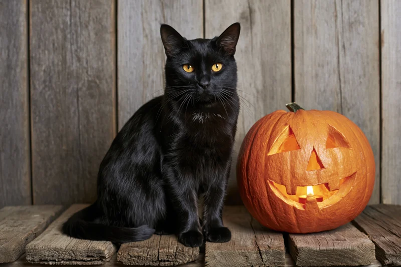 Black cat sitting upright beside a carved jack-o'-lantern on wooden planks