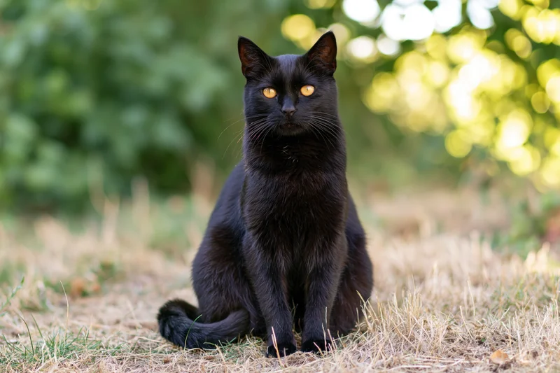 Black cat sitting upright on dry grass in a sunlit garden with green foliage blurred in background