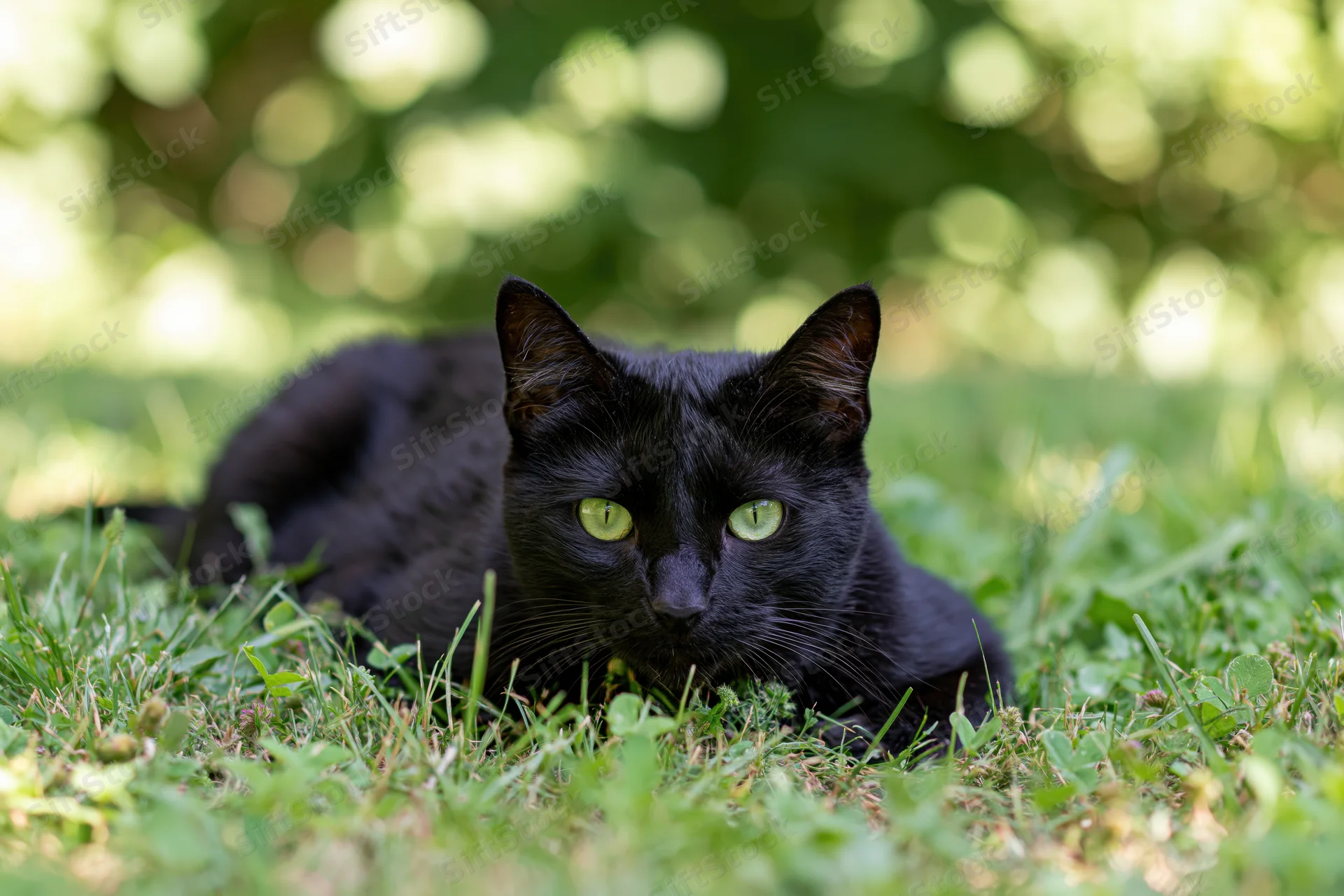 Black cat lying low in grass with green eyes looking forward in a sunlit garden