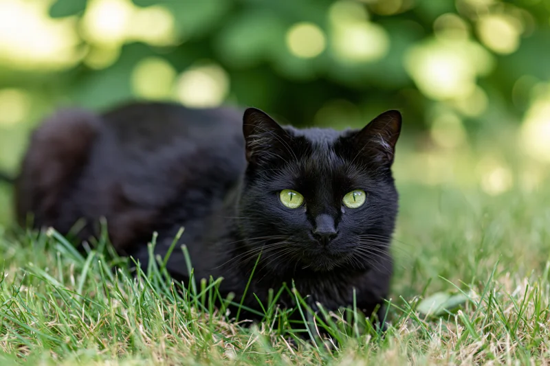 Black cat lying low in short grass with vivid green eyes, surrounded by blurred green foliage in natural daylight