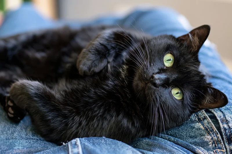 Black cat lying on its back on denim jeans, looking up with green eyes