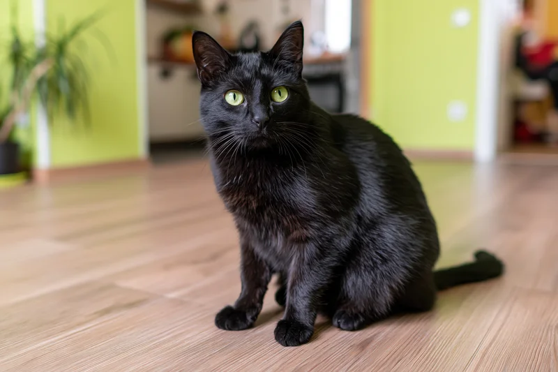 Black cat sitting alert on laminate floor in home interior