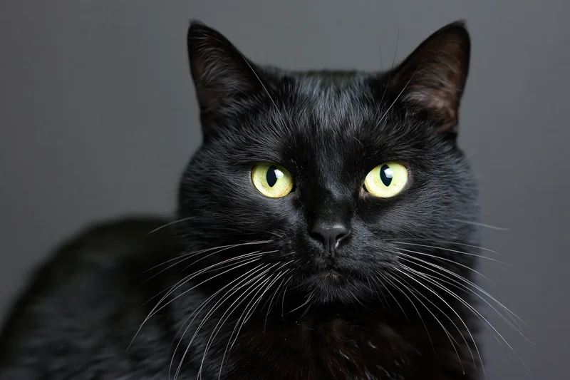 Black cat with green eyes staring directly at camera in studio portrait