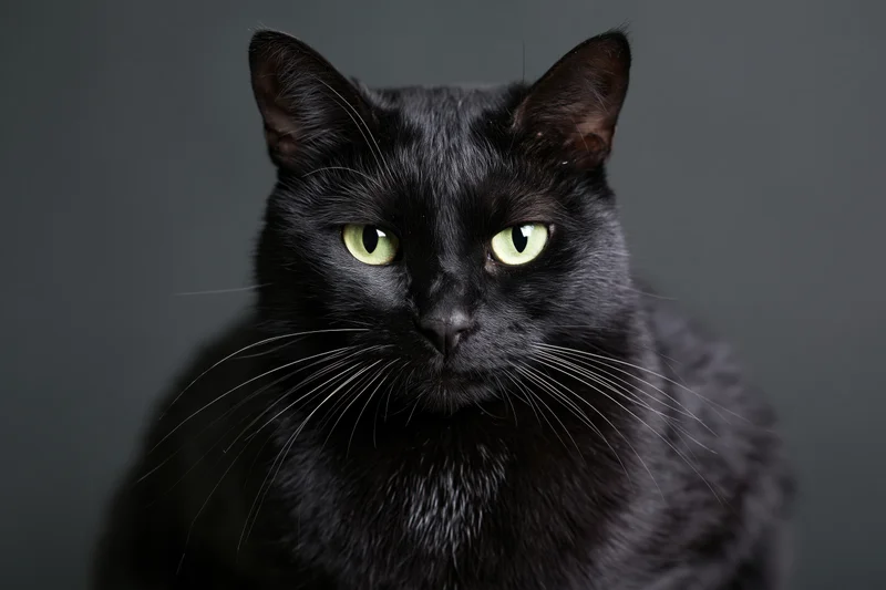 Black cat with vivid green eyes staring directly at camera in studio portrait