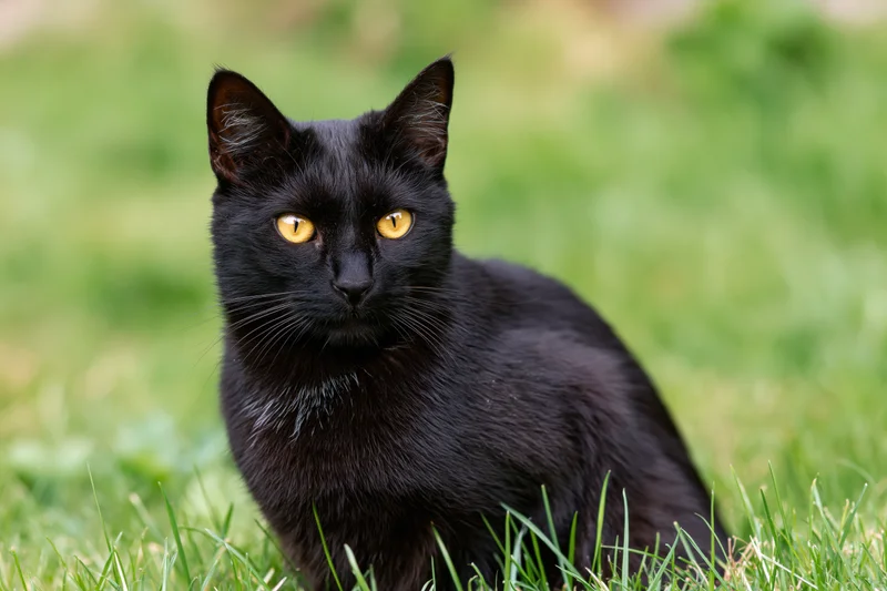 Black cat with yellow eyes sitting alert in green grass