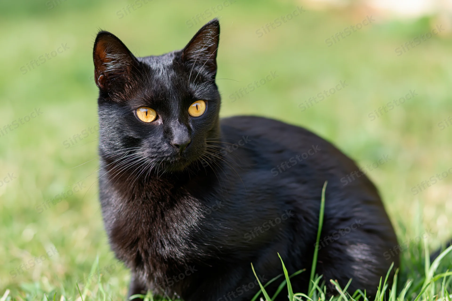 Black cat with yellow eyes sitting alert in green grass
